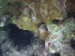 Morská ježovka